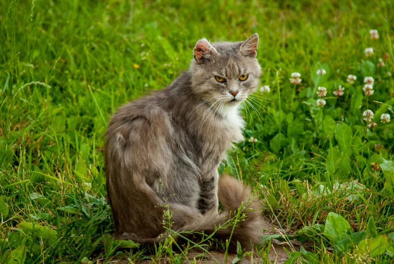 a cat sits on the ground in the grass