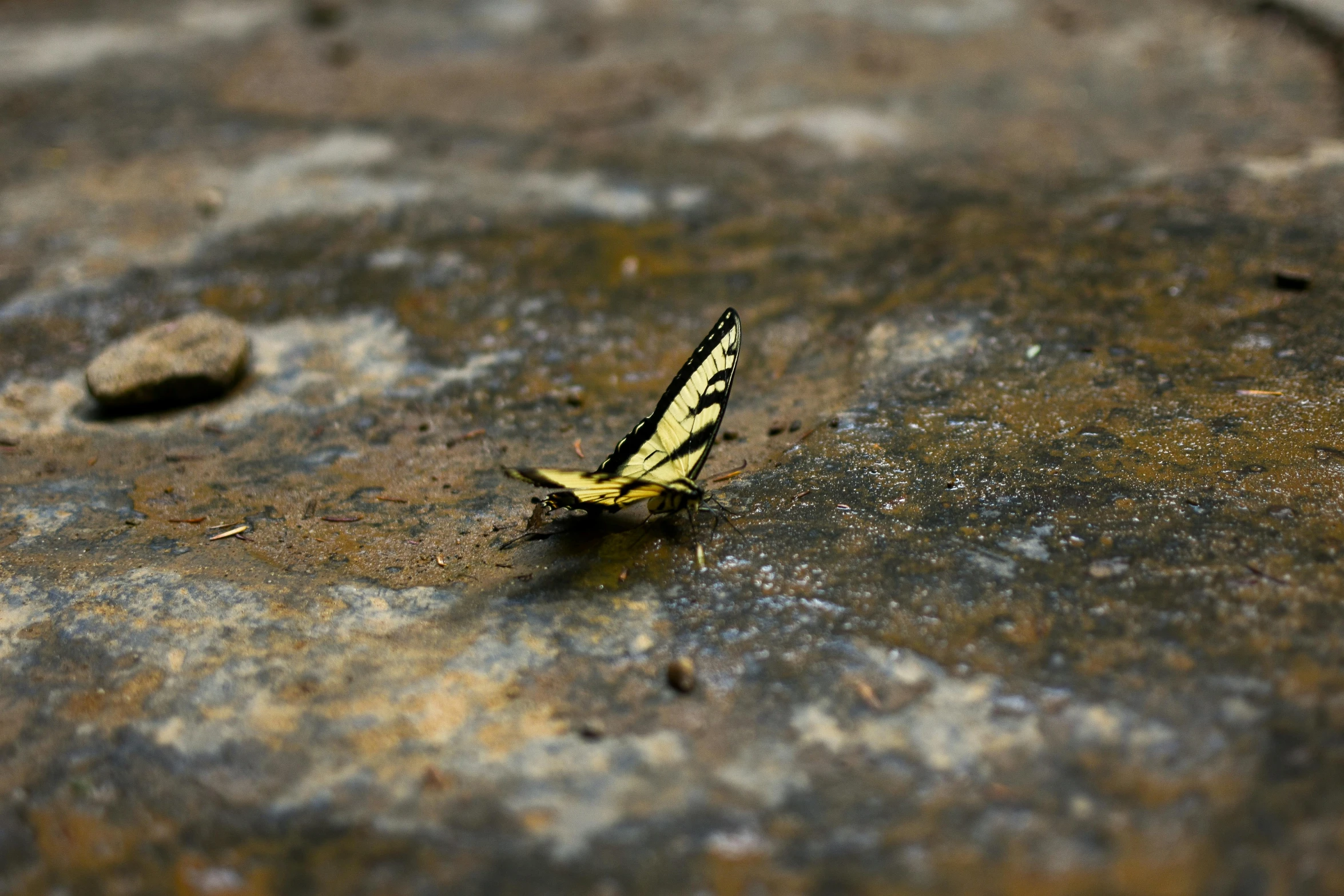 a tiny yellow erfly sitting on the ground