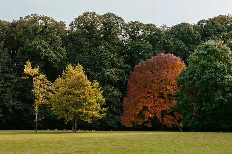 a grassy field with a lot of trees in the background