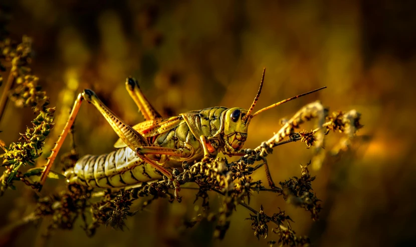 a grasshopper locus sitting on a plant with small bugs around it