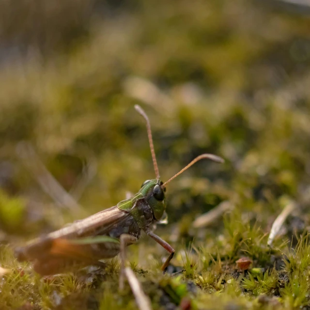 there is a green bug with long legs and long wings