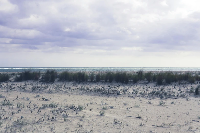 a dirt and grass beach near the ocean