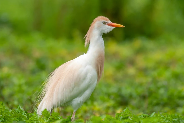 a bird that is standing in the grass