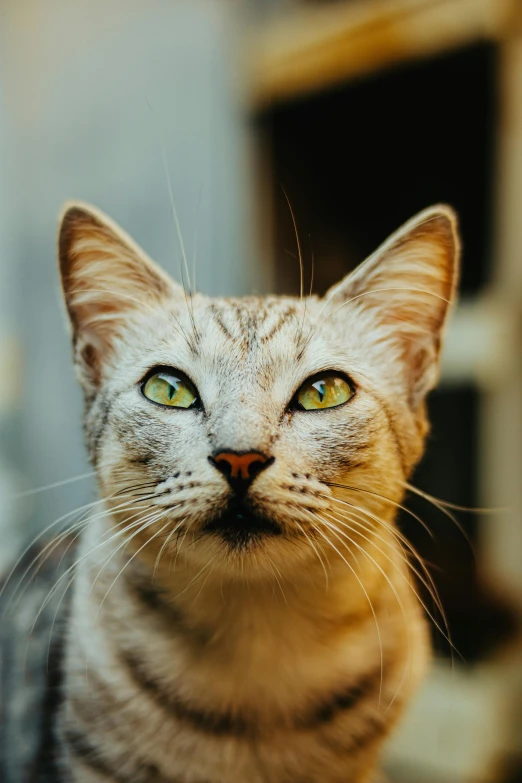 a cat with a slightly yellow eyes looks up to the camera
