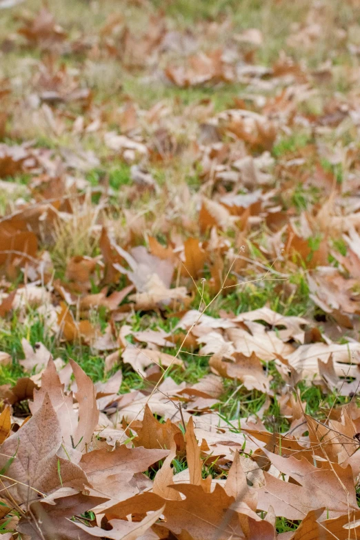 the dog is lying in the leaves by himself