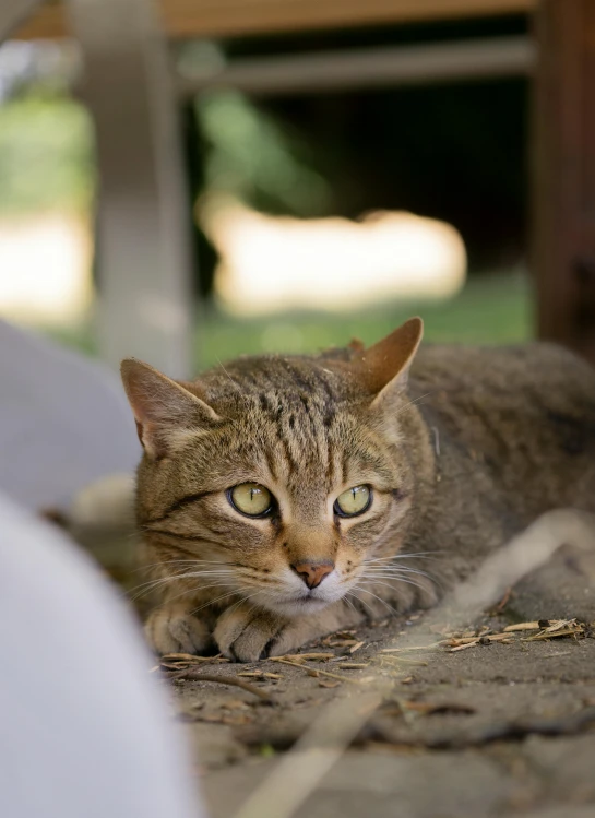 a brown cat resting on the ground