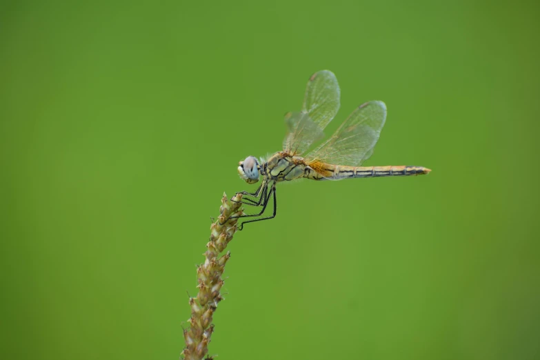 two blue and red dragonflies perched on a stem