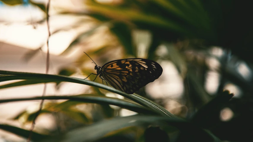 a brown and black erfly sitting on top of a leaf