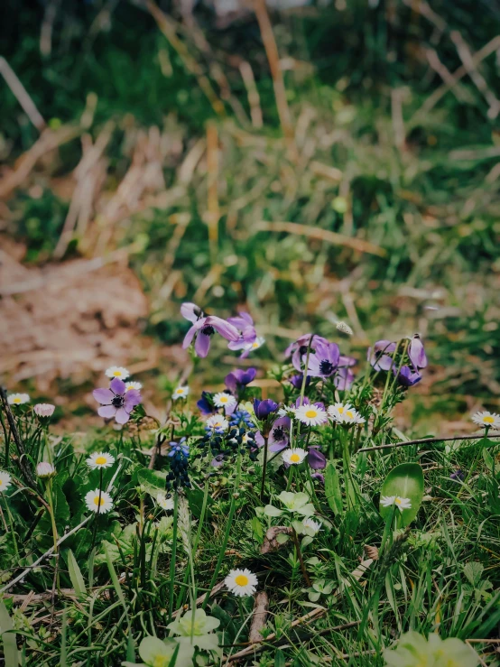 wild flowers growing through the grass