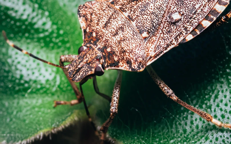 a brown bug with spots on its body