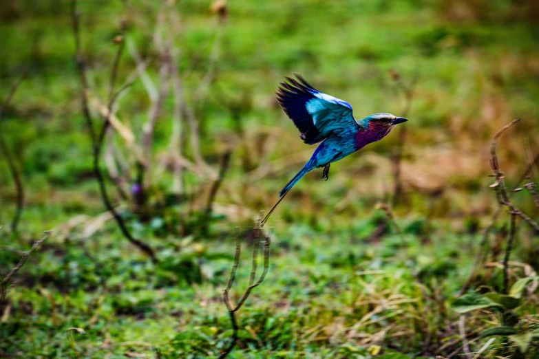 the bird is flying through the air near the trees