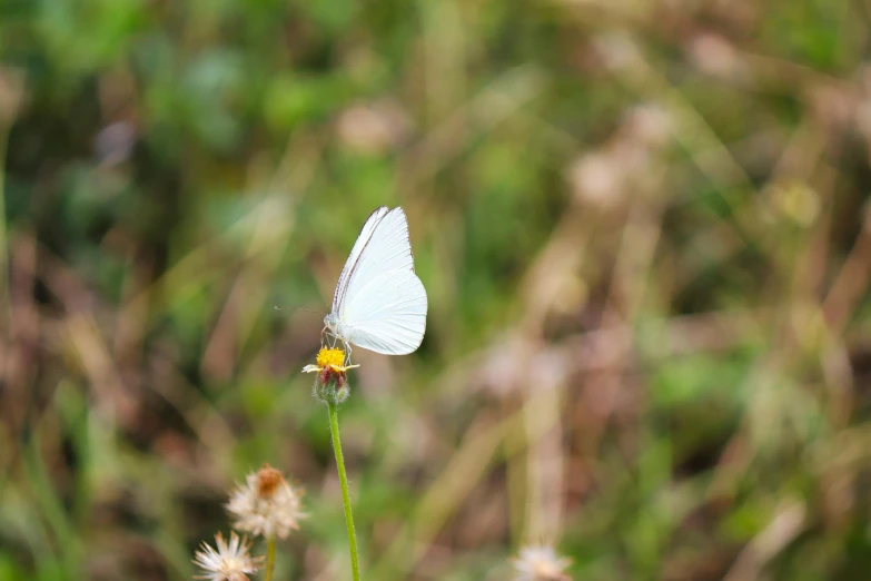 a single white erfly on top of a flower