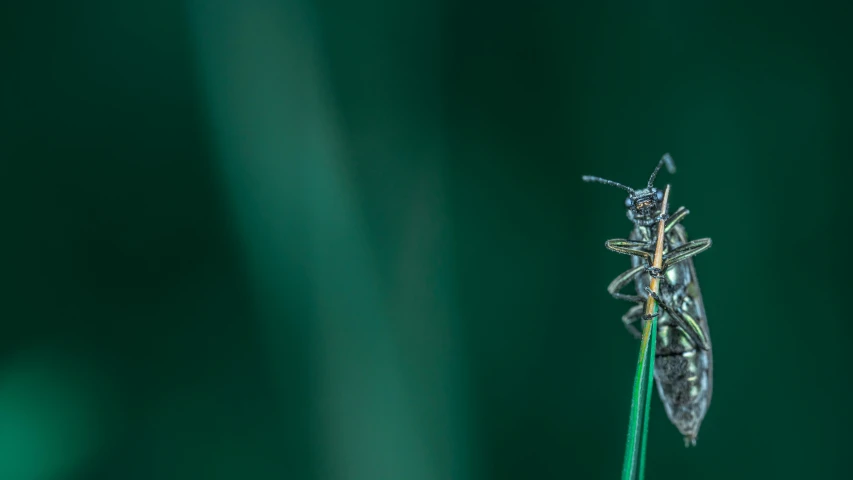 a bug sits on the end of a tall flower