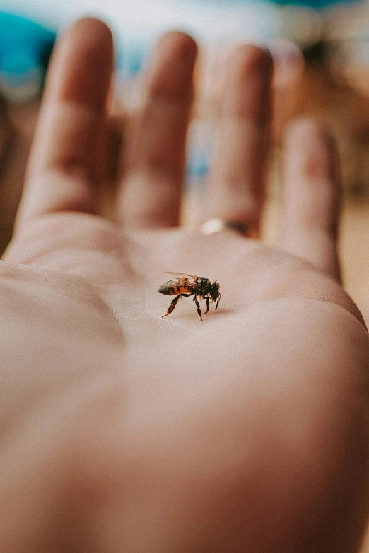 small insect in man's hand on wooden table
