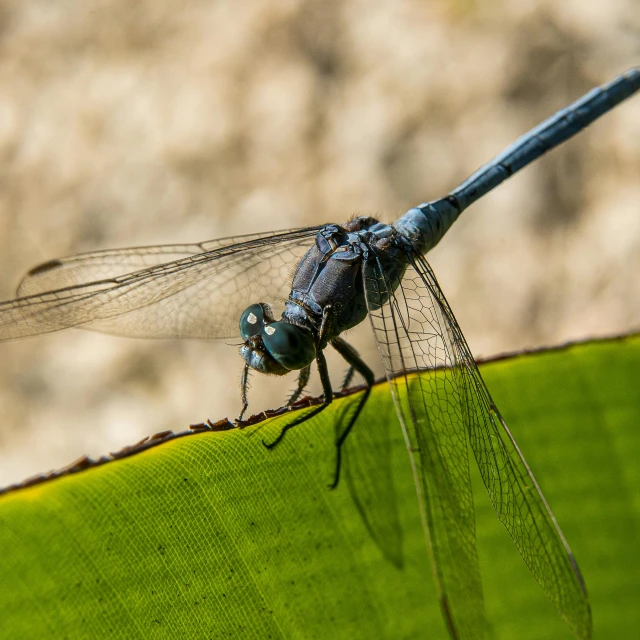 a close up of a dragon fly on top of a plant