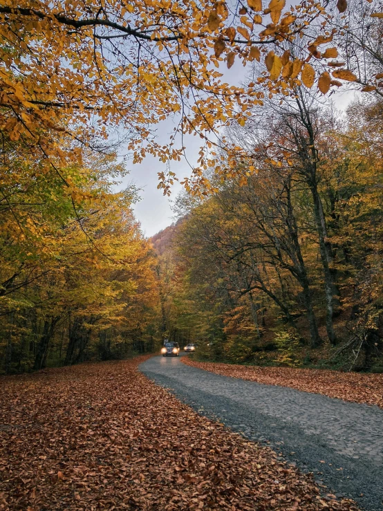 a leaf strewn path next to the woods