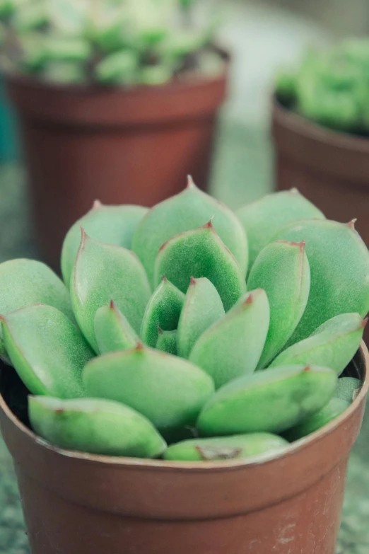 several succulent plants sitting in clay pots