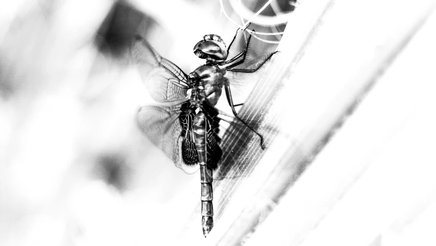 a mosquito sitting on top of a wall next to a spider