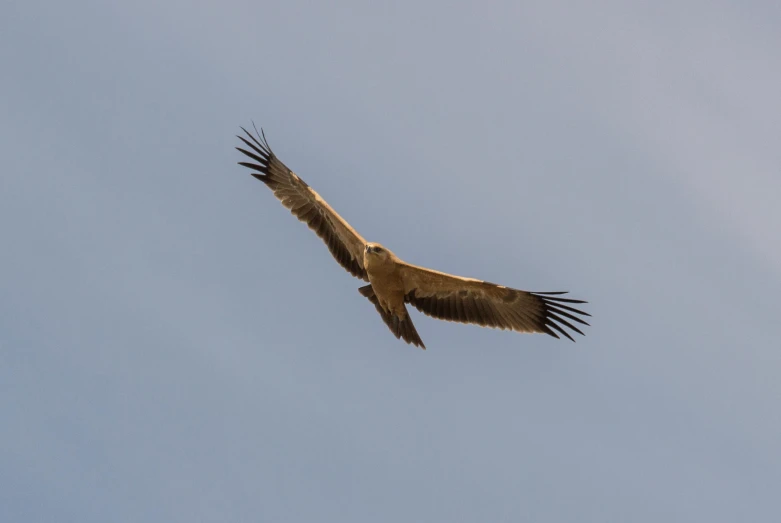 a big bird flying through the sky, with wings spread
