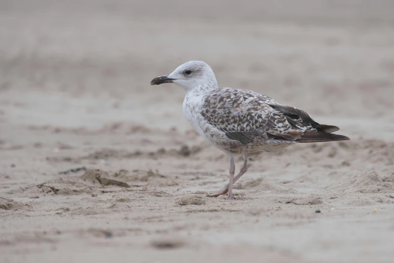 a small white bird standing on the beach