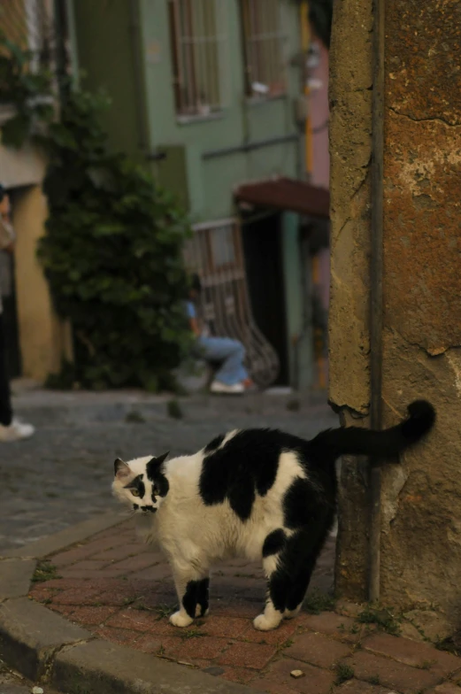 the cat is looking around the corner for soing