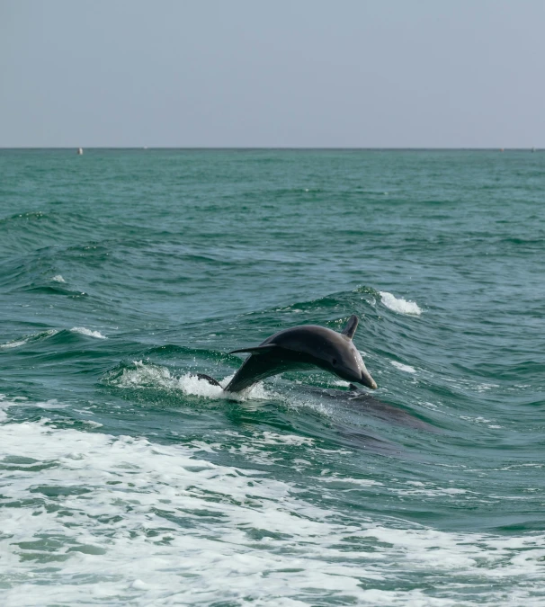 a dolphin is swimming out in the water