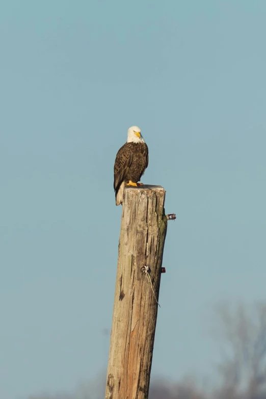 an eagle sitting on the edge of a wooden pole