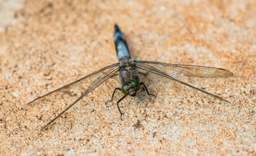 the insect on the wall is laying on it's side