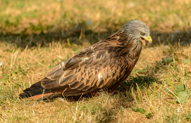 a brown and tan bird standing in the grass