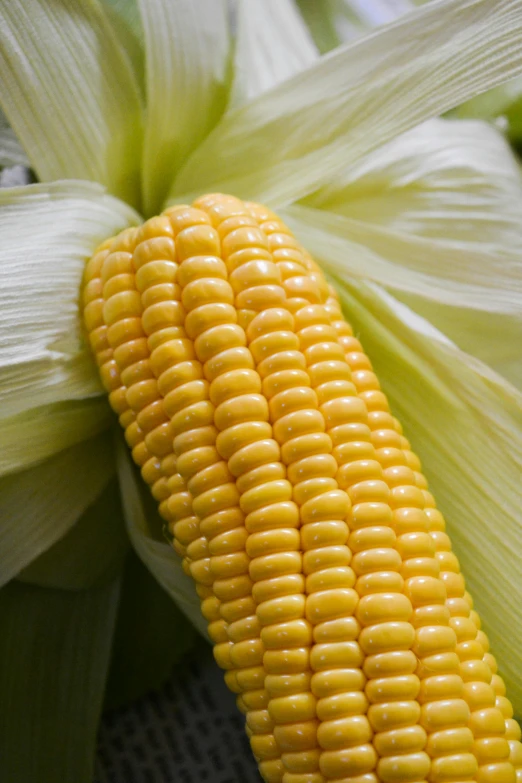 yellow corn sits on the cob with green leaves around it