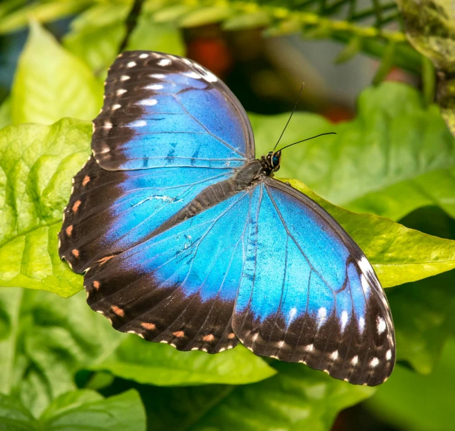 a beautiful blue erfly sitting on the green leaf