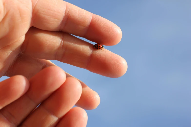 a tiny ladybird bug crawling in a persons hand