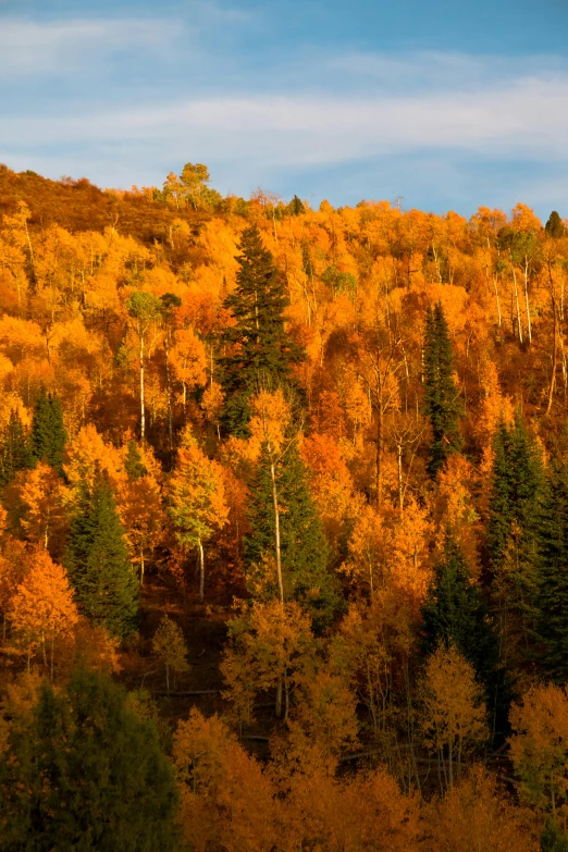 the colorful autumn foliage covers a hillside