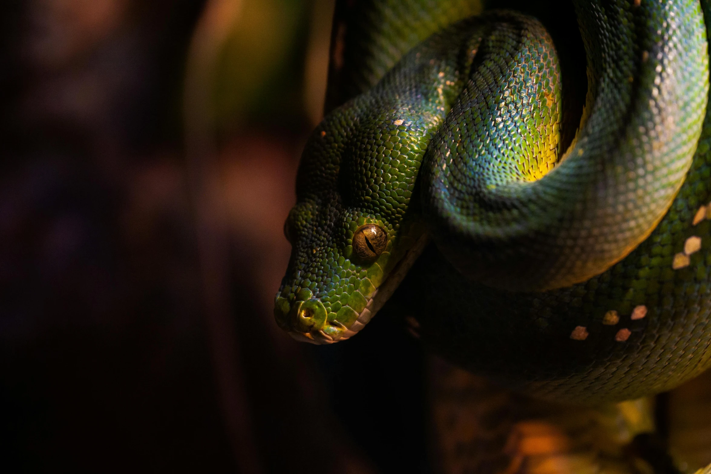 a green snake is curled up on a nch