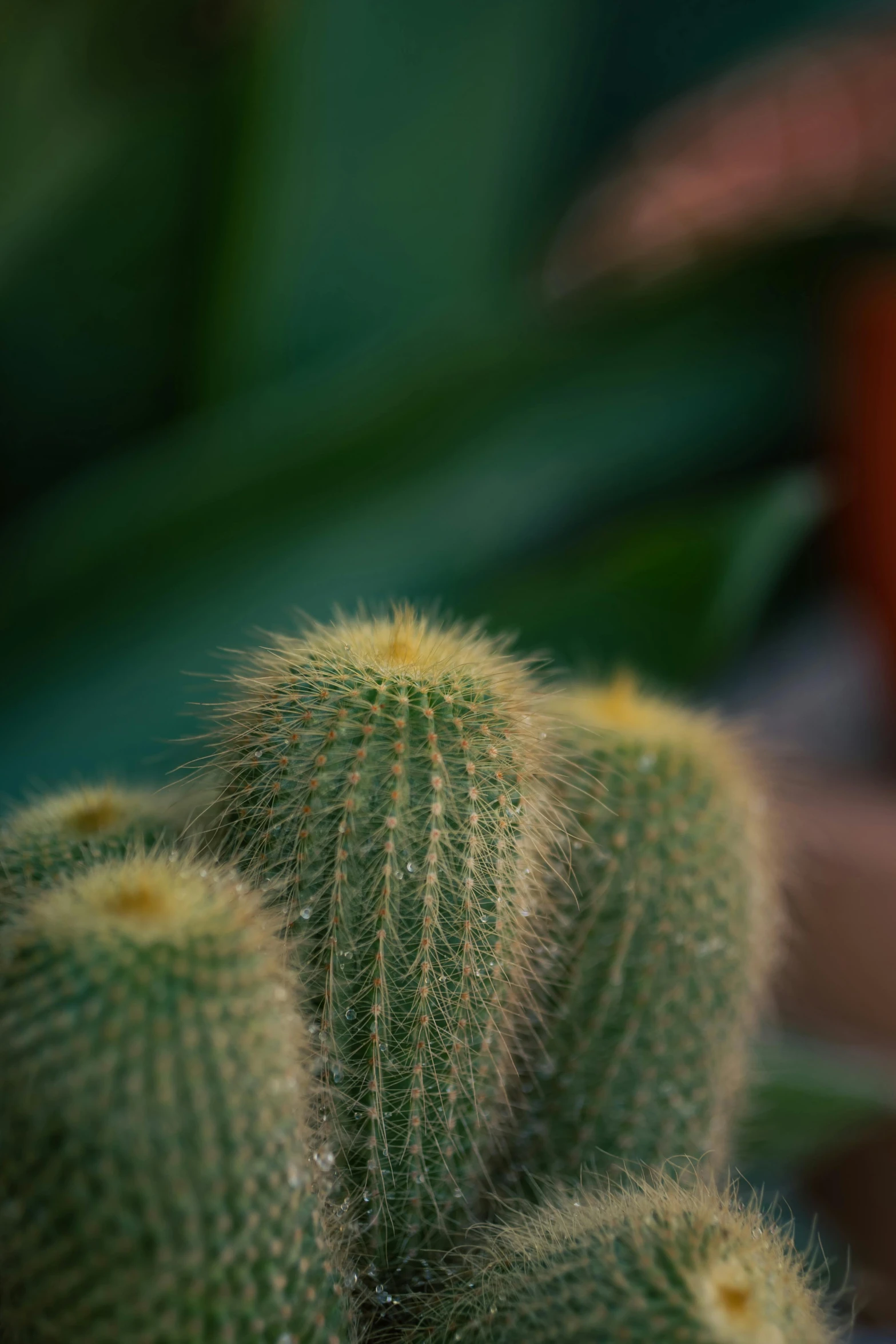 some very pretty small green cactus plants together