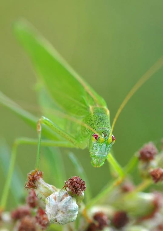 a green grasshopper is in the air on some flowers