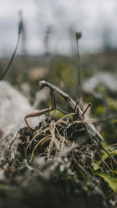 a bug in the wild walking on grass