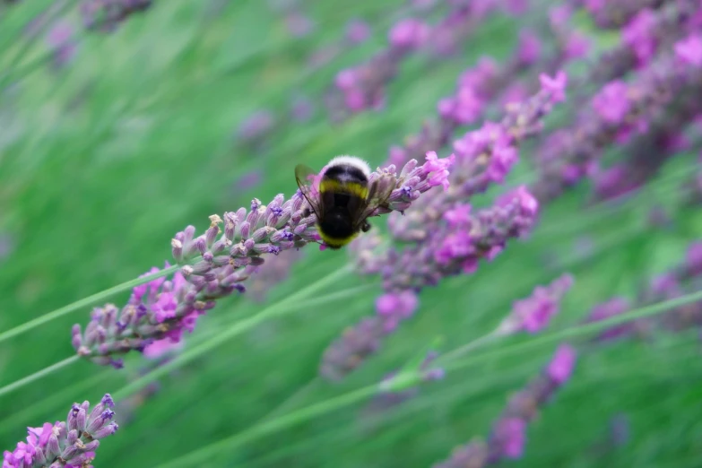 a honey is sitting on a lavender flower