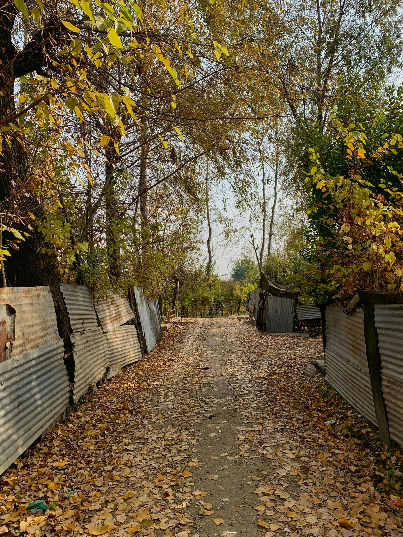 there are a lot of leaves on the ground and some trees