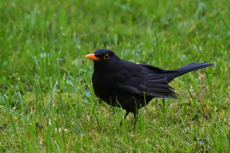 a black bird standing in the grass looking at the camera