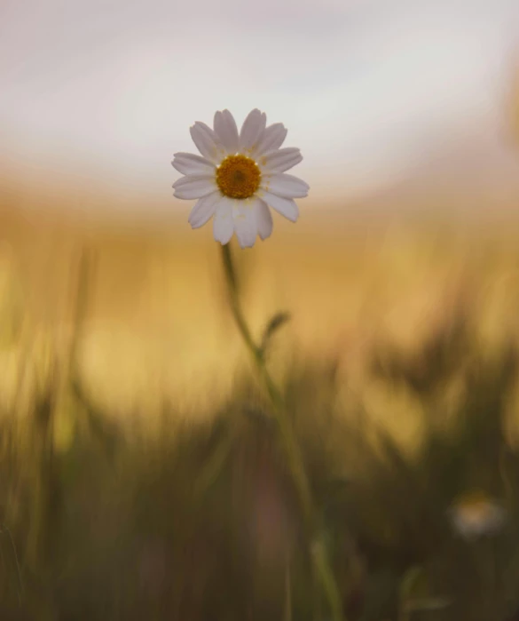 a daisy sits alone in a grassy field