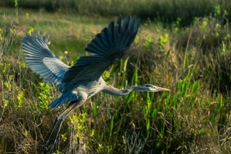 a bird that is flying over some grass