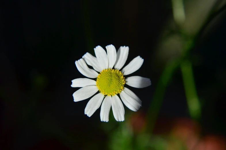 there is a bright white flower that has yellow center