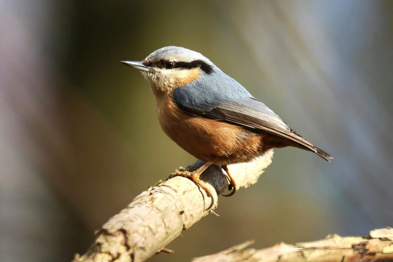 a blue and brown bird is sitting on a stick