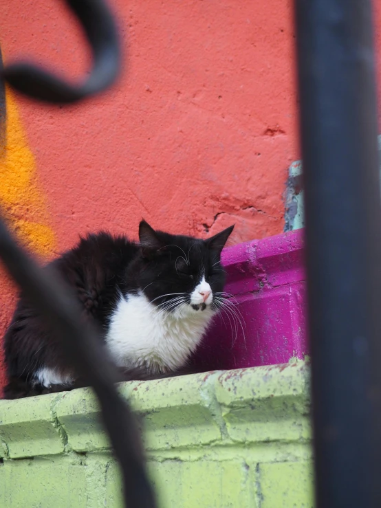 cat laying down in the back ground by a large pink and yellow pot