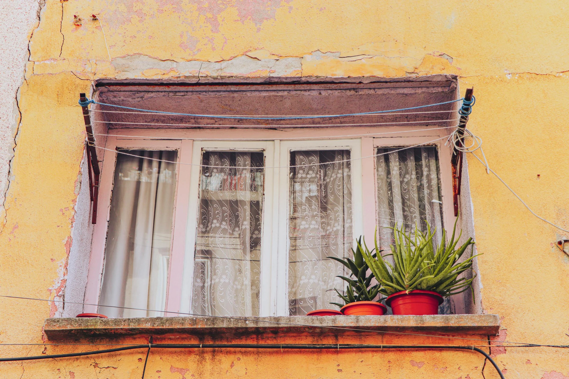 plants in potted planters sit below window sill