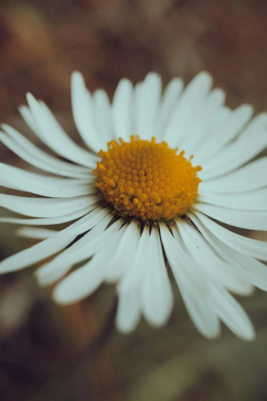 a daisy flower showing the yellow center