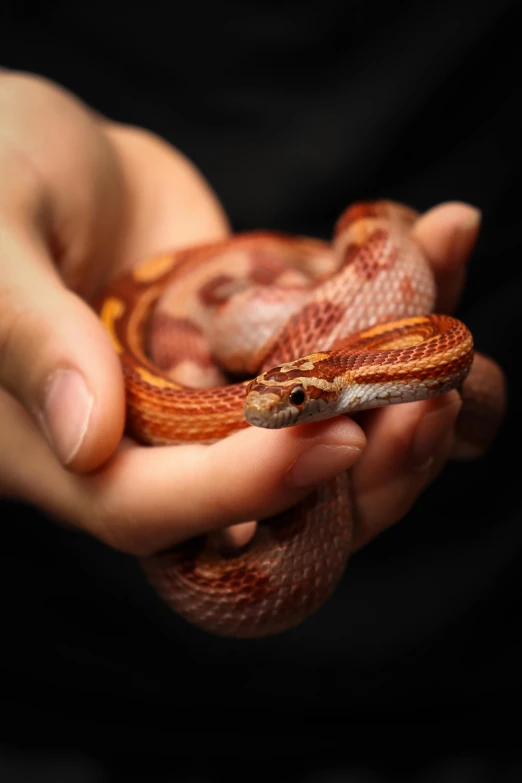 the hands hold a small lizard in their palms