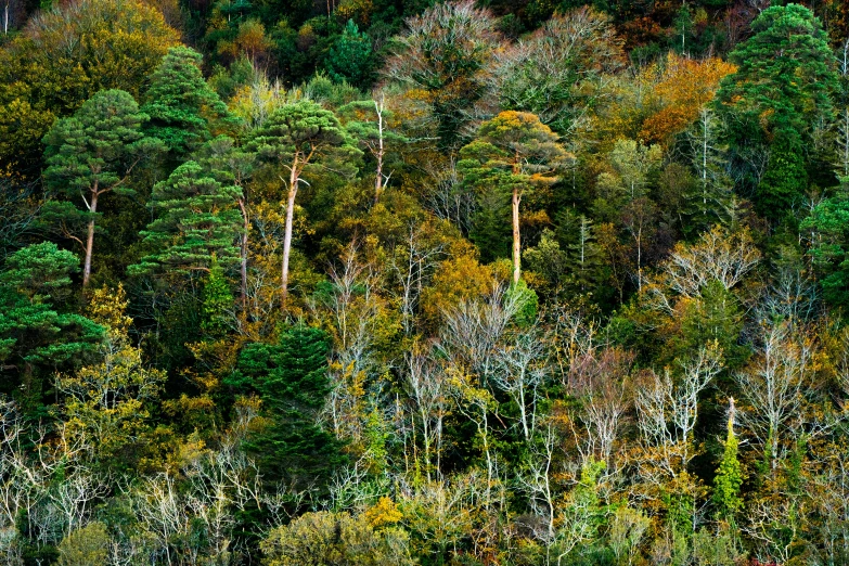 a large forest is shown with lots of trees