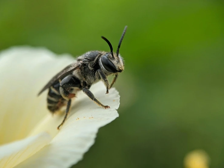 a bug is sitting on a white flower